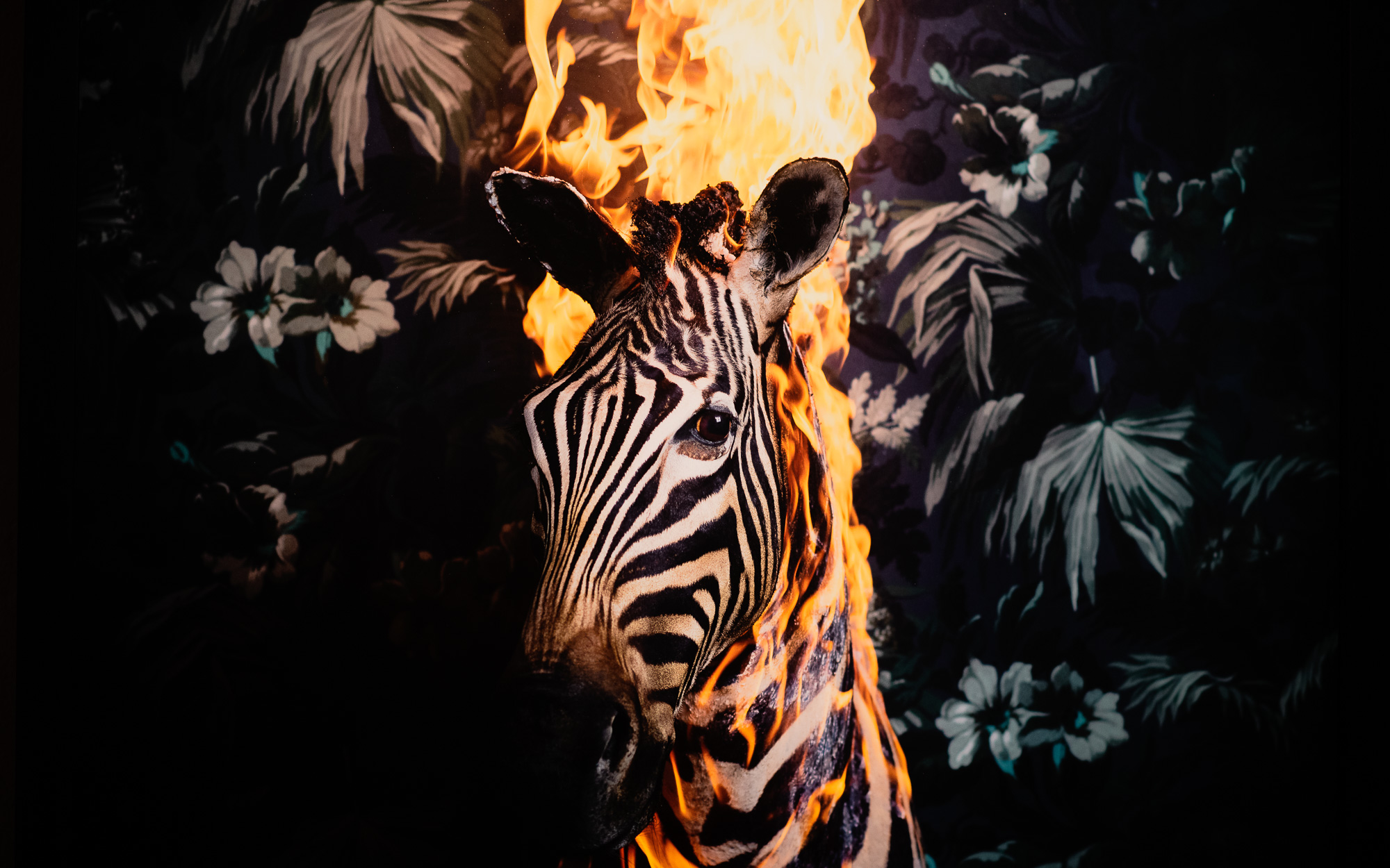 Burning Zebra av Christian Houge